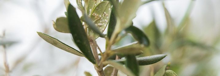 Von Insekten befallene Blätter eines Olivenbaums.
